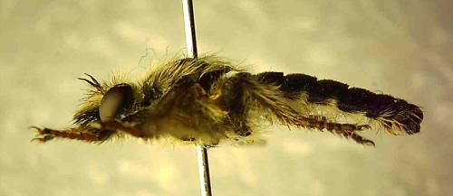 Réf. 348 473 : Pycnopogon fasciculatus